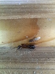 Camponotus atriceps