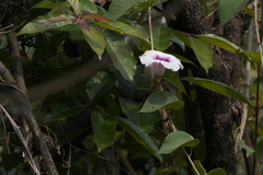 Ipomoea campanulata