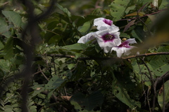 Ipomoea campanulata