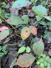 Rubus pubescens
