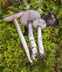 Entoloma violaceum