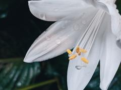 Hosta