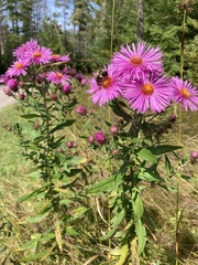 Symphyotrichum novae-angliae