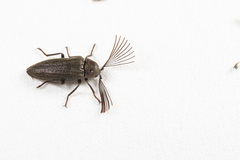 Callirhipis formosana