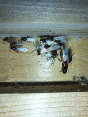 Camponotus atriceps