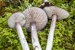Entoloma violaceum