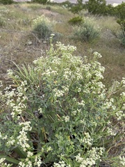 Parthenium incanum