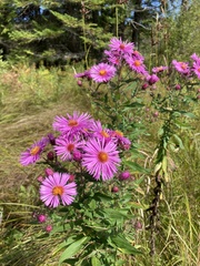 Symphyotrichum novae-angliae