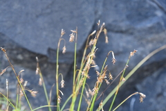 Carex capillaris fuscidula