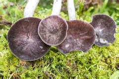 Entoloma violaceum