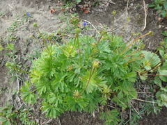 Anemonastrum sibiricum