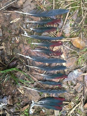 Alectroenas madagascariensis