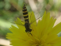 Sphaerophoria scripta