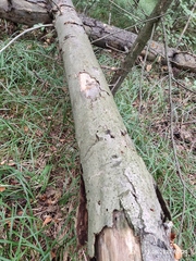 Abies sibirica