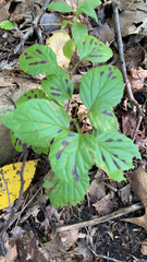 Viburnum rafinesqueanum