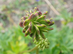 Anemonastrum sibiricum
