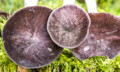 Entoloma violaceum