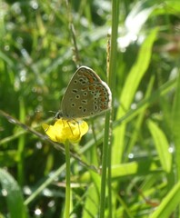 Polyommatus icarus