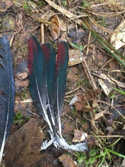 Alectroenas madagascariensis