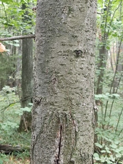 Abies sibirica