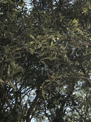 Quercus hemisphaerica