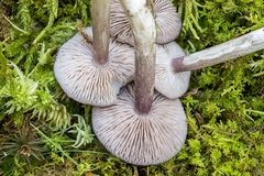 Entoloma violaceum