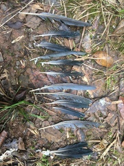 Alectroenas madagascariensis