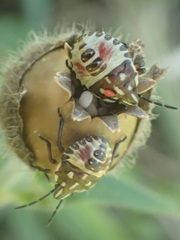 Carpocoris