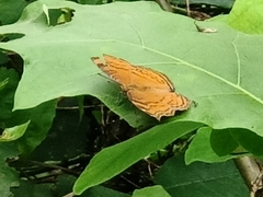 Junonia hedonia