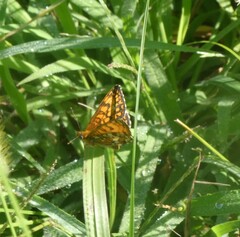 Melitaea celadussa