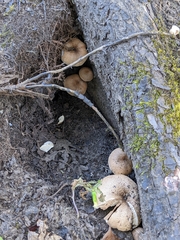 Lentinus tigrinus