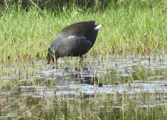 Gallinula chloropus meridionalis