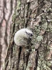 Acronicta