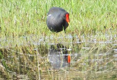 Gallinula chloropus meridionalis