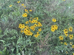 Rudbeckia