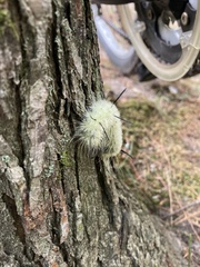 Acronicta