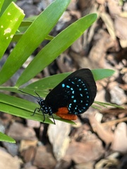 Eumaeus atala