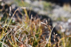 Carex pediformis