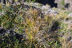 Carex pediformis