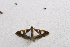 Glyphodes bivitralis