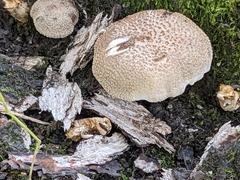 Lentinus tigrinus