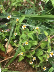 Tridax procumbens