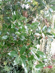 Ilex × altaclerensis