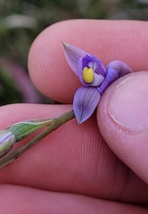Thelymitra peniculata