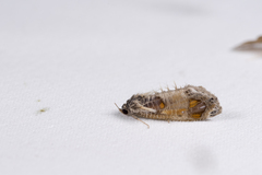 Pilipectus prunifera