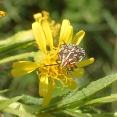 Carpocoris