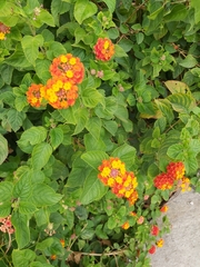 Lantana