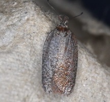 Acleris celiana