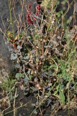 Rumex aetnensis