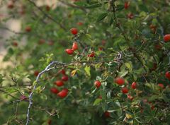 Rosa canina